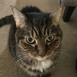 Meet your Posher, Carol